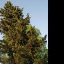 Pinus contorta in Botanical garden, Minsk 01