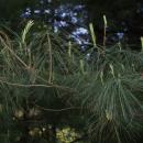 Pinus strobus (cultivated) in Botanical garden, Minsk 82