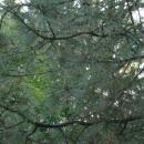 Pinus ponderosa in Botanical garden, Minsk 02