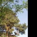 Pinus sylvestris in Botanical garden, Minsk 01