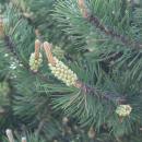 Pinus mugo in Botanical garden, Minsk