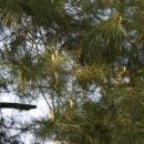 Pinus strobus in Botanical garden, Minsk 03