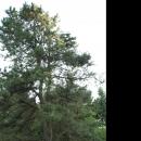 Pinus rigida in Botanical garden, Minsk 01