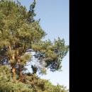 Pinus sylvestris in Botanical garden, Minsk