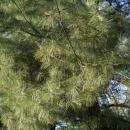 Pinus strobus in Botanical garden, Minsk 02