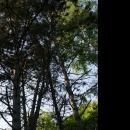 Pinus nigra in Botanical garden, Minsk