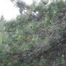 Pinus rigida in Botanical garden, Minsk 02