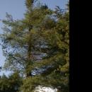 Pinus strobus in Botanical garden, Minsk 01